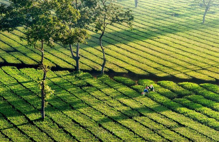 Ghi lại chi tiết về con đường đến đồi chè Tâm Châu Bảo Lộc số 7