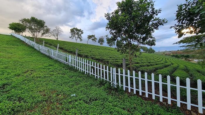 Ghi chú ngay Kinh nghiệm thăm quan đồi chè Tâm Châu ở Bảo Lộc phiên bản 2