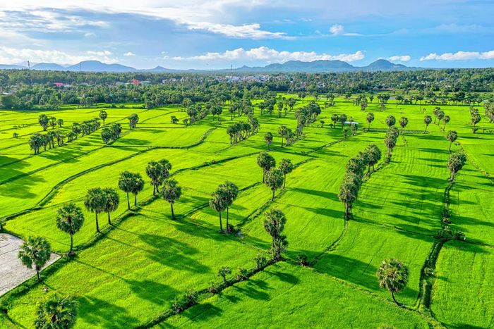 Trở về Đồng lúa Bảy Núi An Giang, bức tranh phong cảnh bình yên 5