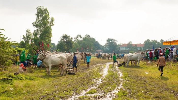 Khám phá Lễ hội đua bò An Giang - một truyền thống vô cùng đặc sắc 3