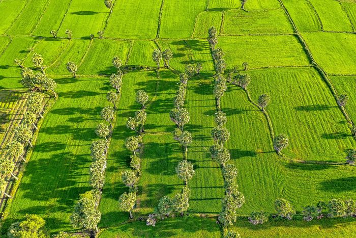 Trở về Đồng lúa Bảy Núi An Giang, hình ảnh bình yên như tranh vẽ 4