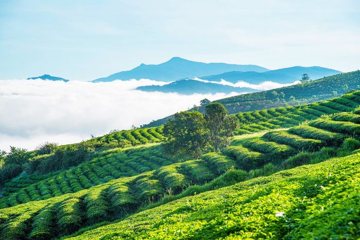 Lưu lại hướng dẫn chi tiết đường đi đến đồi chè Tâm Châu Bảo Lộc lần thứ 3