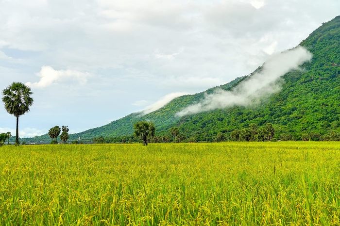 Mùa vàng An Giang lung linh qua ống kính của Dương Việt Anh 5