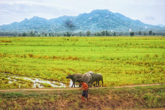 An Giang trong mùa nước nổi giống như một bức tranh sơn thủy tuyệt đẹp