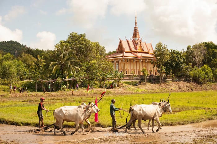 Khám phá Lễ hội đua bò An Giang - một truyền thống đặc sắc không thể bỏ qua 2