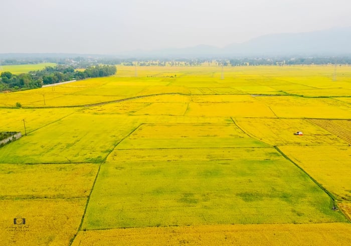 Thưởng ngoạn mùa vàng An Giang cực kỳ lãng mạn, quyến rũ 4