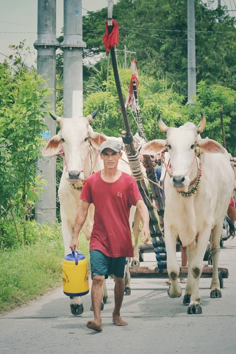 Khám phá Lễ hội Đua bò ở Tịnh Biên trong dịp Tết Senl Donta