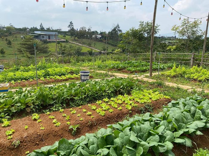 Khám phá Vintage Garden's Farmstay tại Bảo Lộc 8, một địa điểm đẹp không thể bỏ qua