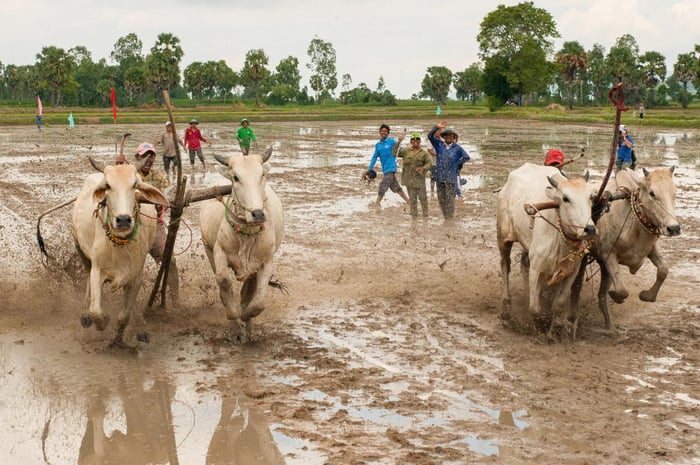 Khám phá Lễ hội đua bò An Giang - một truyền thống vô cùng đặc sắc 4