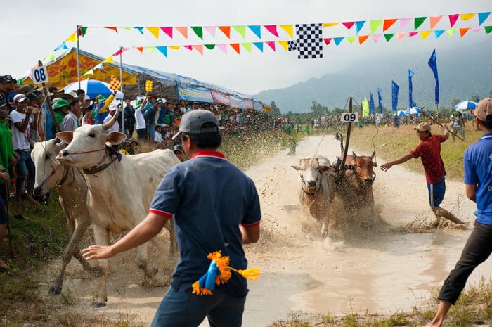 Khám phá Lễ hội đua bò An Giang - một truyền thống vô cùng đặc sắc 7