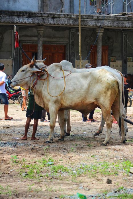 Khám phá Lễ hội Đua bò ở Tịnh Biên trong dịp Tết Senl Donta