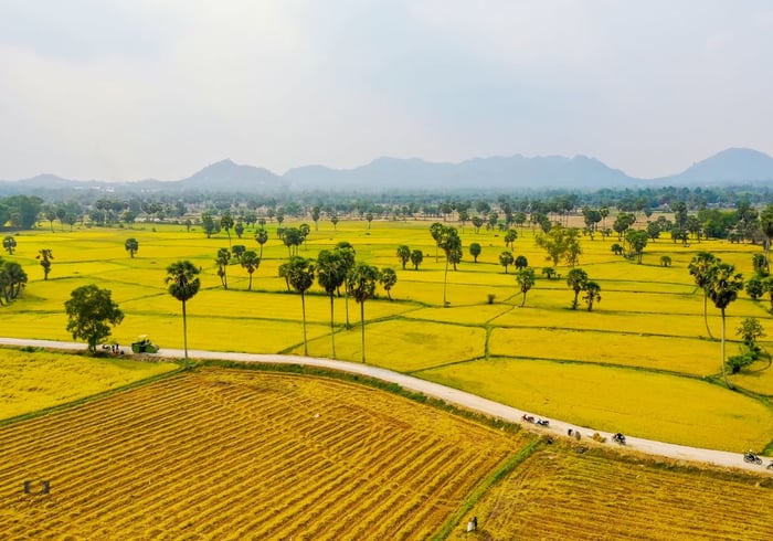 Thưởng ngoạn mùa vàng An Giang cực kỳ lãng mạn, quyến rũ 5