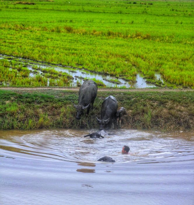 An Giang trong mùa nước nổi giống như một bức tranh sơn thủy tuyệt đẹp