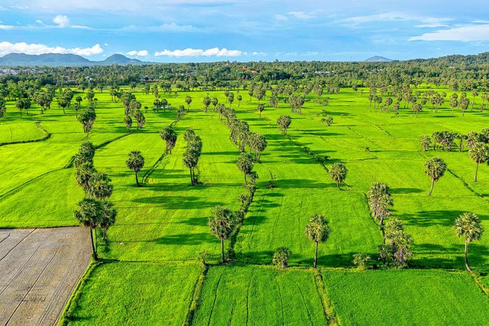 Tìm đến Đồng lúa Bảy Núi An Giang, bức tranh phong cảnh yên bình 6