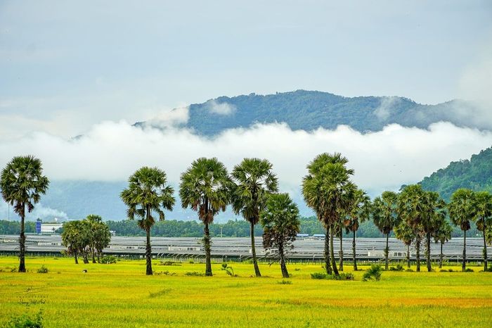 Mùa vàng An Giang đẹp ngỡ ngàng qua ống kính của Dương Việt Anh 9