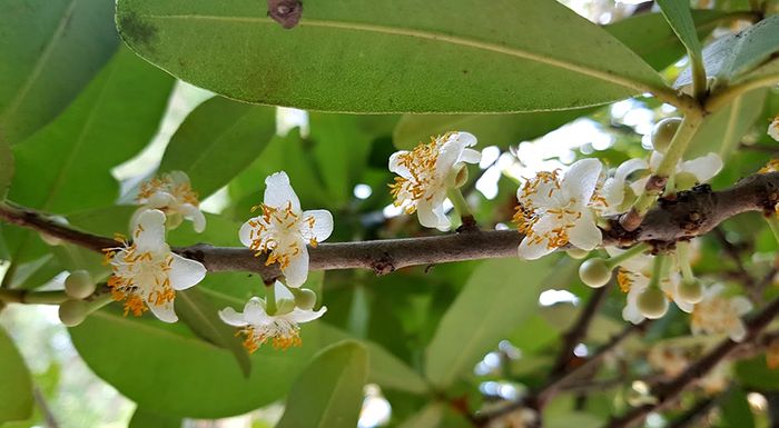 Chiêm ngưỡng cây cổ thụ Bạch Mai tại đình Phú Tự đã tồn tại hàng trăm năm 8