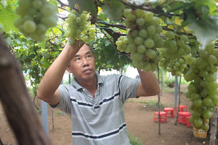 Với câu chuyện của vợ chồng chú Bảy Thiết, vườn nho này là kết quả của ý tưởng khởi nghiệp của hai cô con gái, Trần Thị Thúy và Trần Thị Diễm. Sau khi chị Diễm mang cây nho giống từ Ninh Thuận về trồng tại vườn nhà vào tháng 2 năm 2019, cả gia đình không ngờ rằng chúng có thể phát triển và cho trái tốt trên đất Bến Tre. Tuy nhiên, chỉ sau 6 tháng, cây nho đã phát triển mạnh mẽ và trái nhiều. Từ đó, hai chị em đã quyết định mở rộng vườn nho Bảy Thiết bằng cách trồng thêm khoảng 50 cây nho trên nửa công đất trước nhà.