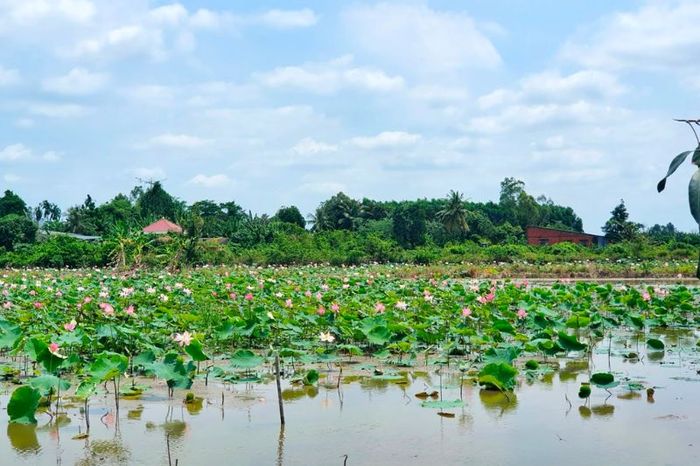 Châu Thành Bến Tre - điểm đến du lịch sinh thái xứ dừa nổi tiếng 2