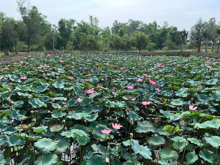 Chùa Trà Bảo Lộc, điểm dừng chân an yên cho những tâm hồn mệt mỏi