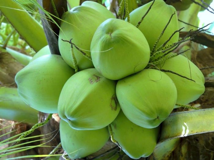 Dừa Bến Tre và sức hút từ vẻ đẹp tự nhiên của miền sông nước 4