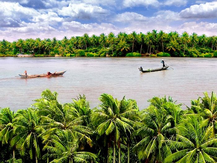Dừa Bến Tre và vẻ đẹp tự nhiên của miền sông nước 2