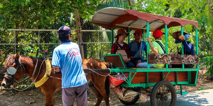 Trải nghiệm 1 ngày du lịch sinh thái ở Bến Tre khám phá vẻ đẹp tự nhiên phong phú 5