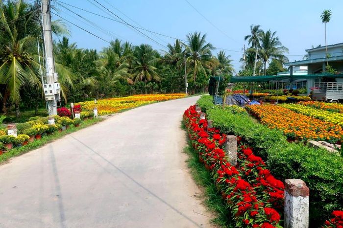 Đánh giá Làng hoa giấy Phú Sơn Bến Tre thú vị và cuốn hút 2