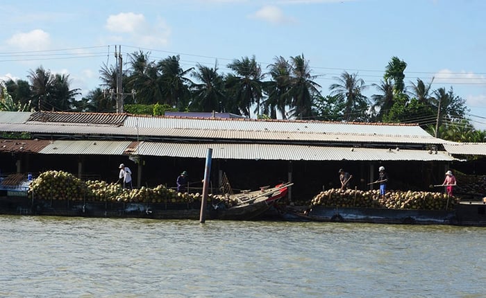 Chợ nổi Dừa trên sông Thom là điểm độc nhất vô nhị ở vùng Nam Bộ.