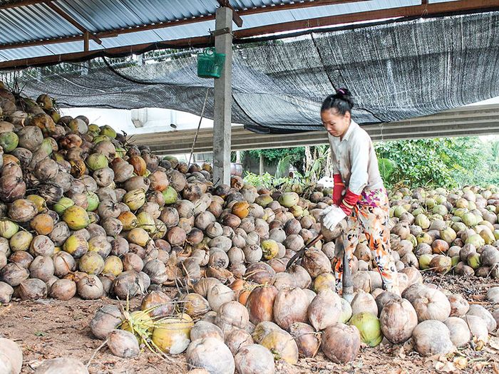 Trải nghiệm hành trình du lịch sinh thái văn hóa lịch sử ở Bến Tre thú vị số 6