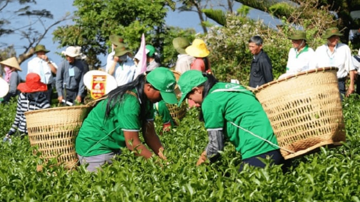 Tham gia Lễ hội Trà (Hương Trà & Sắc Tơ) Bảo Lộc 6 là cơ hội để bạn trải nghiệm không khí sôi động và đặc sắc của sự kiện này.