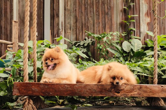 Khám phá không gian cà phê thú cưng tại Royal Land Pet Store