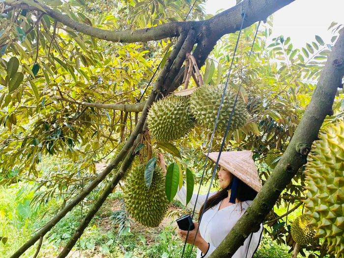 Khám phá Vườn trái cây Lái Thiêu Bình Dương với giá cả phải chăng và hương vị thơm ngon nổi tiếng.