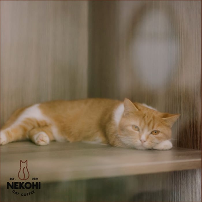 Nekohi Cat Coffee - Nơi lý tưởng cho những bạn yêu thú cưng