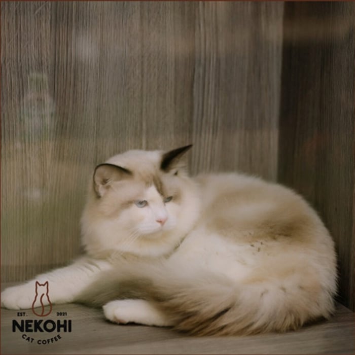 Nekohi Cat Coffee - Thiên đường của những bạn yêu thú cưng