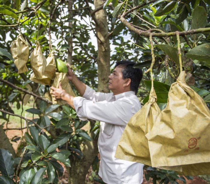 Khám phá về Bơ sáp Mã Dưỡng và hành trình trở thành Thương hiệu ASEAN 3