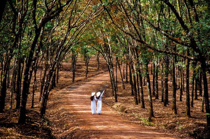 Đánh giá vẻ đẹp của rừng cao su Bình Phước khiến lòng người xao xuyến lạ kỳ 7