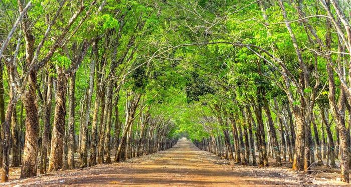Không thể bỏ qua top điểm đến nổi tiếng ở Bình Phước 5