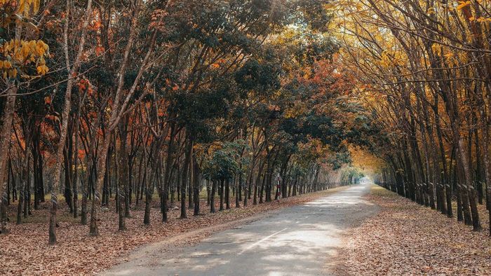Khám phá vùng đất đỏ nổi tiếng Bình Phước tại huyện Chơn Thành