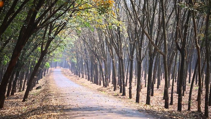 Lạc vào Rừng cao su Bù Đăng bạt ngàn tại Bình Phước 5