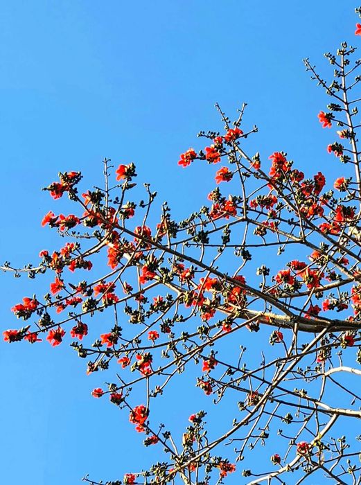 Lang thang trong Mùa hoa Pơ Lang Buôn Ma Thuột 4