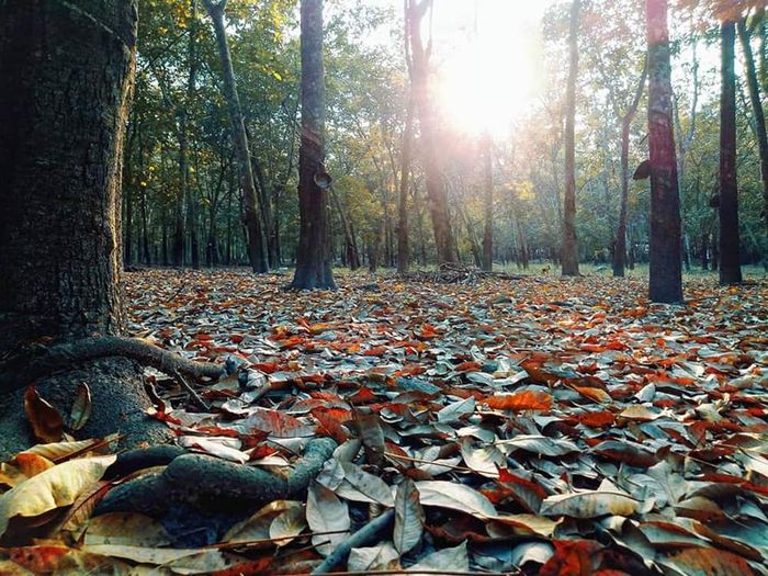 Mùa rừng cao su thay lá ở Buôn Ma Thuột đẹp như bầu trời Âu 7