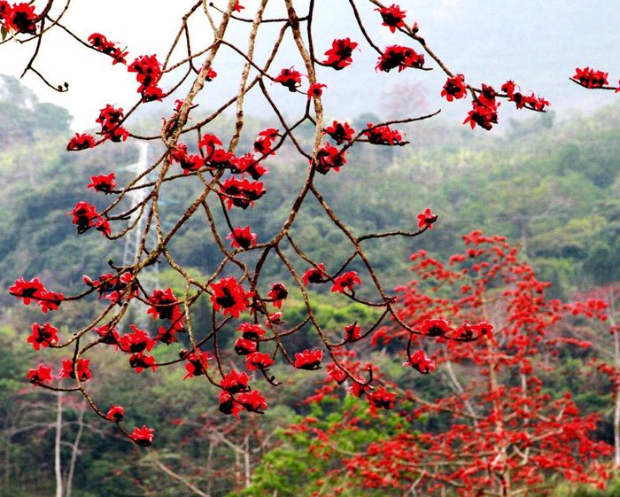 Lang thang trong Mùa hoa Pơ Lang Buôn Ma Thuột 6