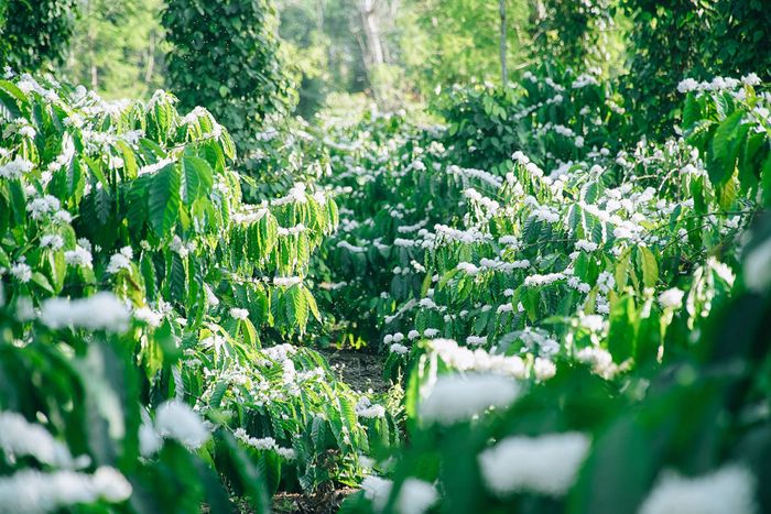 Hẹn gặp lại Mùa hoa cà phê Buôn Ma Thuột nở trắng đồi lần thứ tư