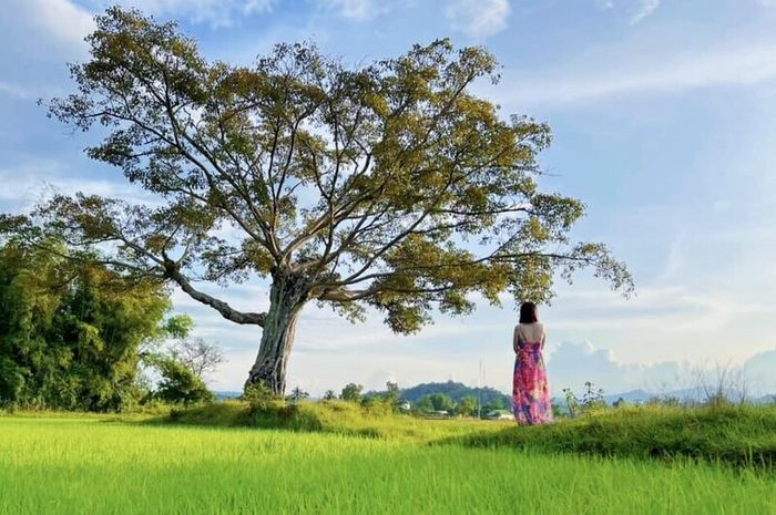 Cây cô đơn Hồ Lắk, nơi lưu giữ khoảnh khắc đẹp ngay bên cạnh Buôn Ma Thuột 3