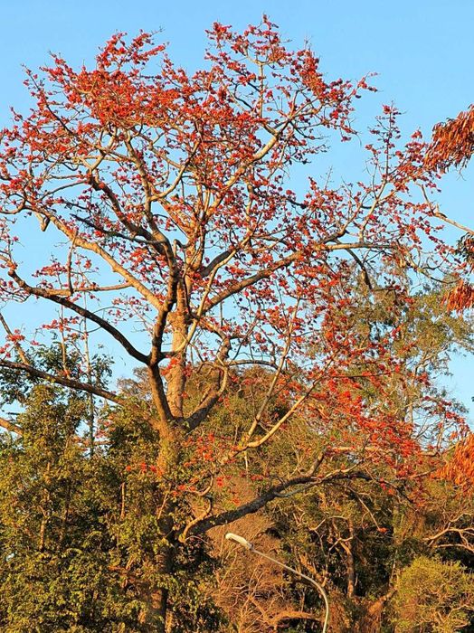 Lang thang trong Mùa hoa Pơ Lang Buôn Ma Thuột 2