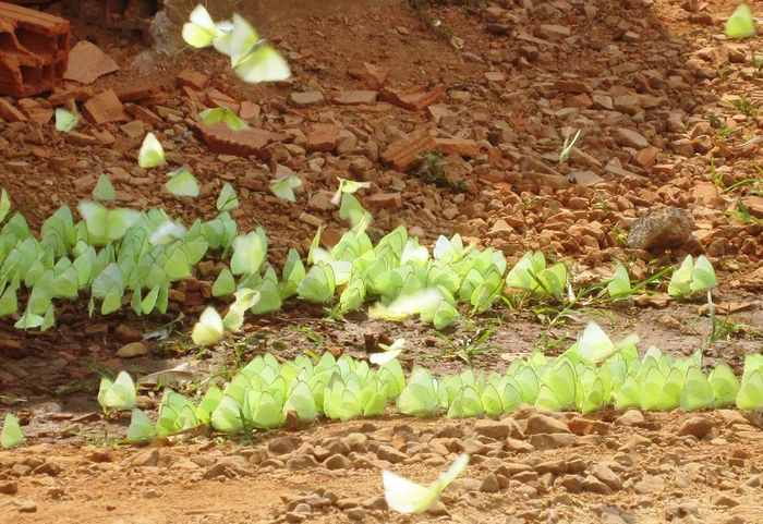 Mê mẩn trong Mùa bướm vàng ở Buôn Ma Thuột