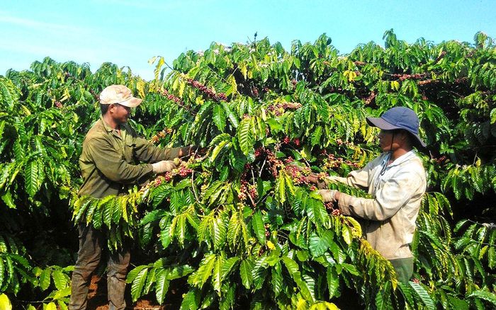 Hẹn gặp lại Mùa hoa cà phê Buôn Ma Thuột nở trắng đồi lần thứ năm