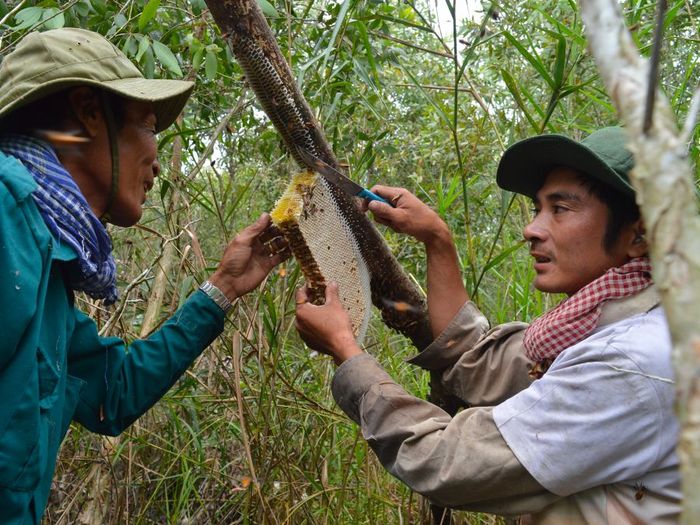 Sự độc đáo của nghề gác kèo ong tại rừng U Minh Hạ, Cà Mau