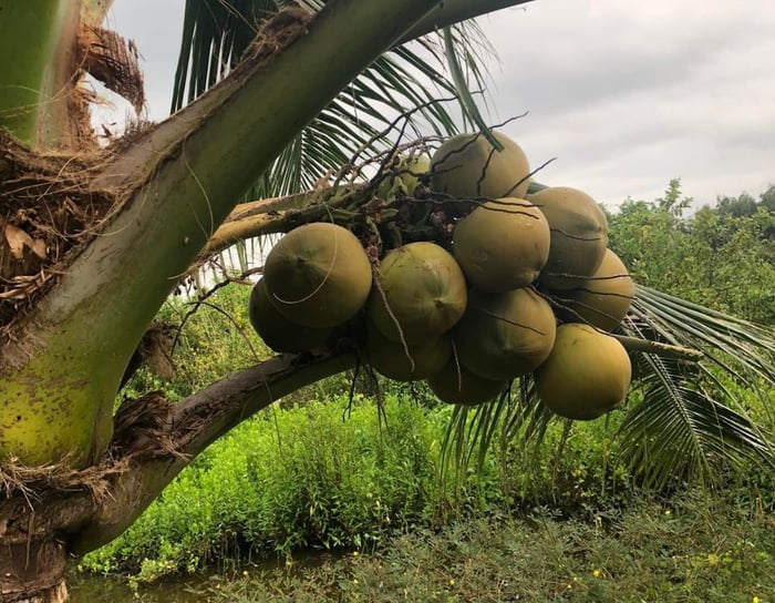 Trở lại thăm Khu du lịch sinh thái quốc tế Cà Mau trong không khí yên bình