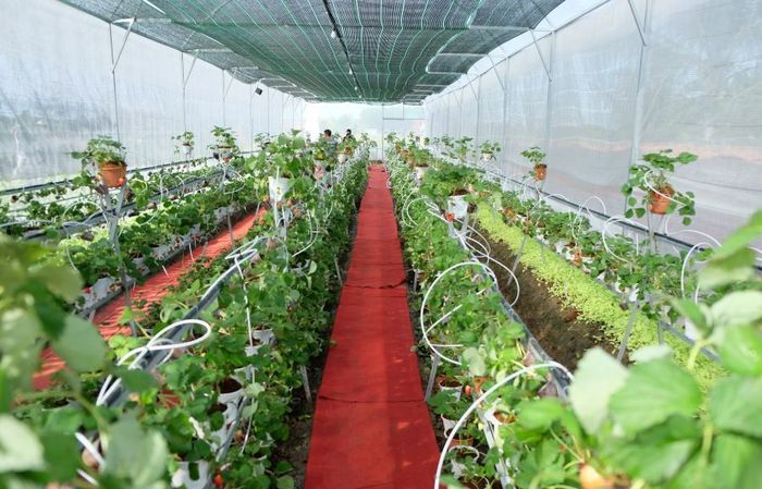 Vườn dâu tây Cà Mau Farm - nét Đà Lạt thu nhỏ độc đáo